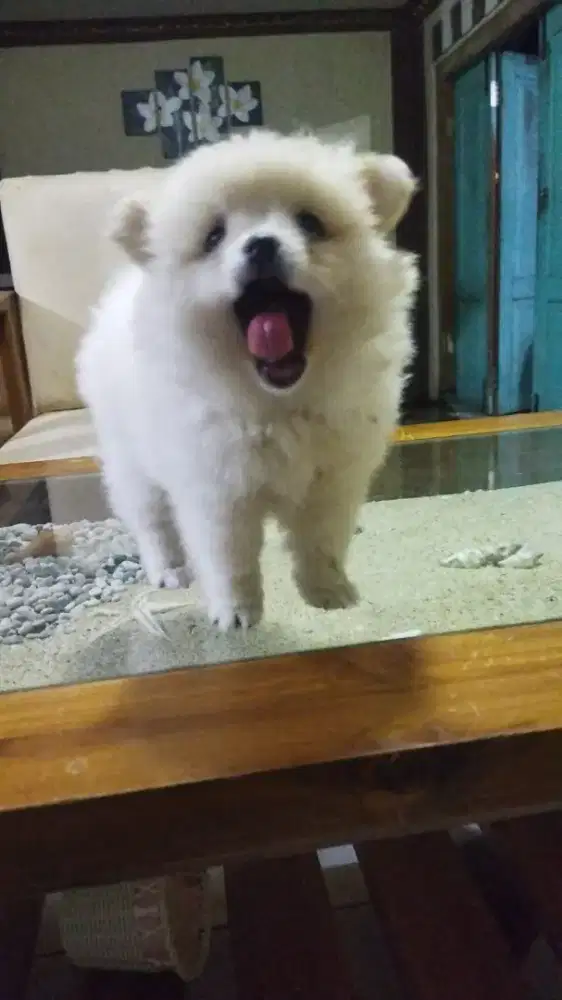 Anak Anjing / Puppy Minipom