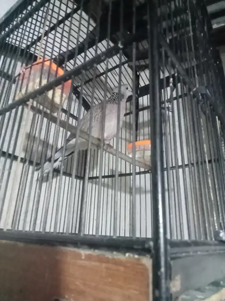 Tekukur Kuk 2 sandung 3 gacor lokal alam