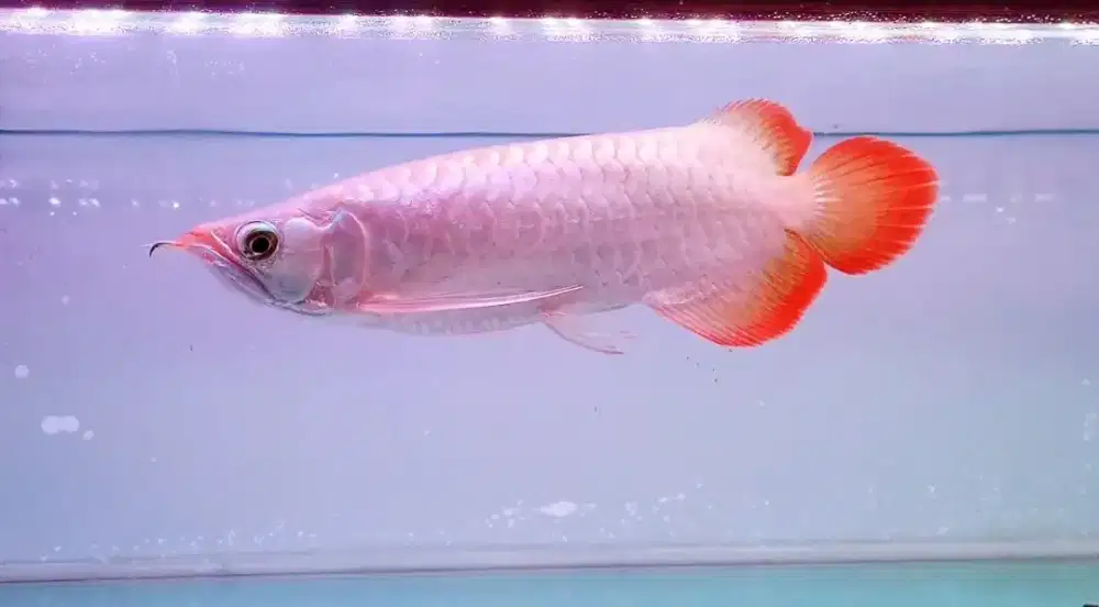 AROWANA SR METALIC SIZE 27CM