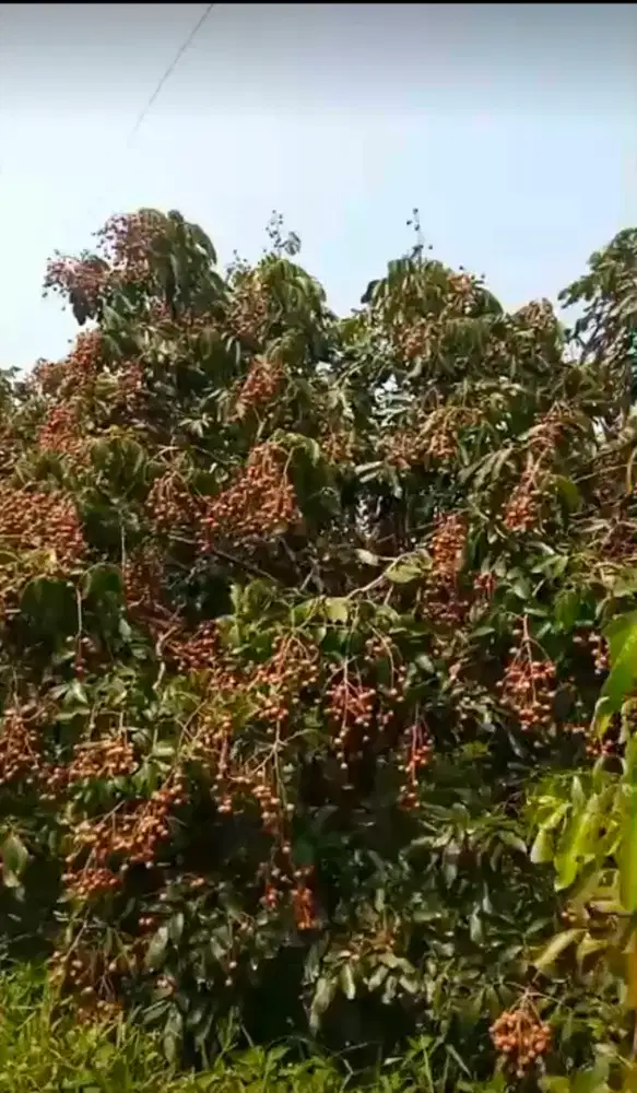 kebun buah produktif dijual cepat