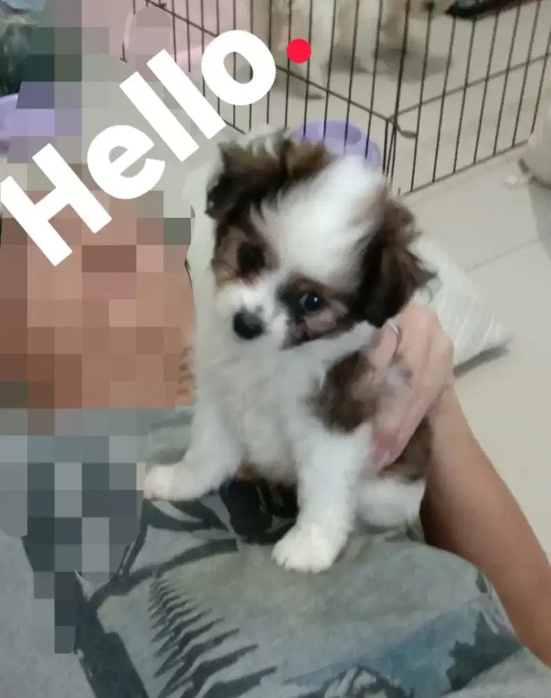 Anak anjing / Puppy Shihtzu Nett