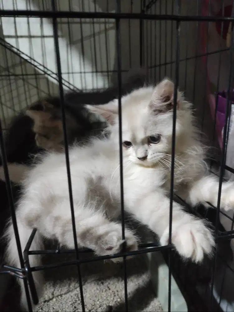Adopsi kucing murah