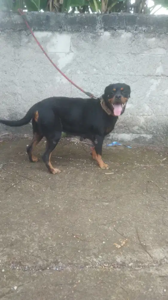 Rottweiler betina 2 th setengah