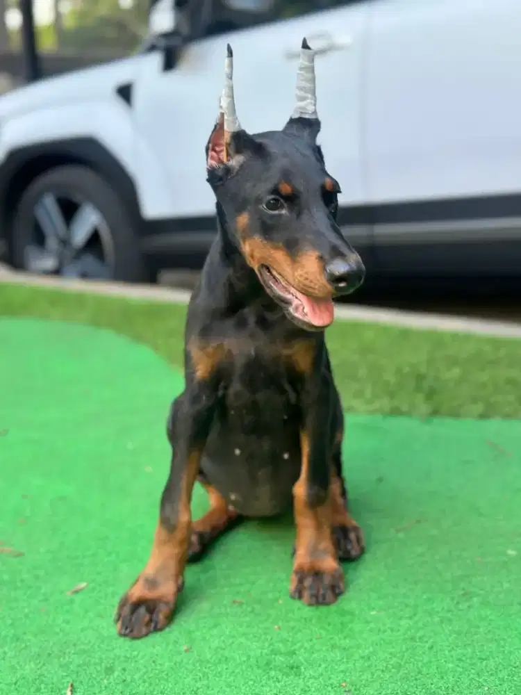 Doberman sisa 1 betina CHAMPION ini turunan champion real ya bukan std