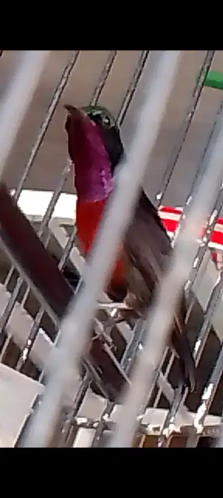 Burung colibri ninja