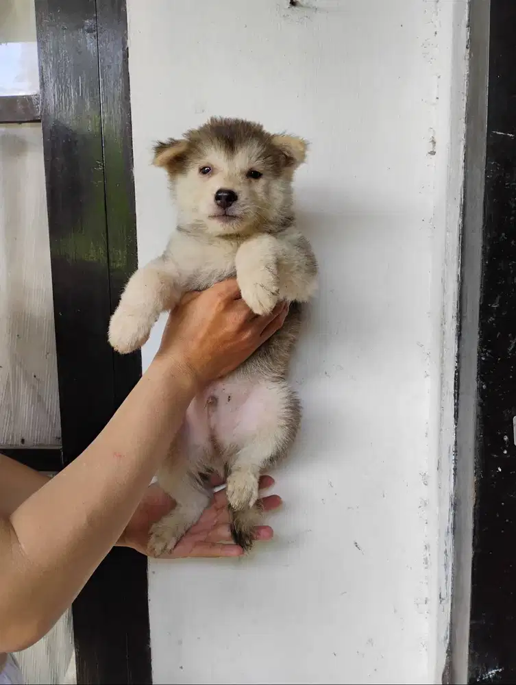 Anak anjing hasky nya