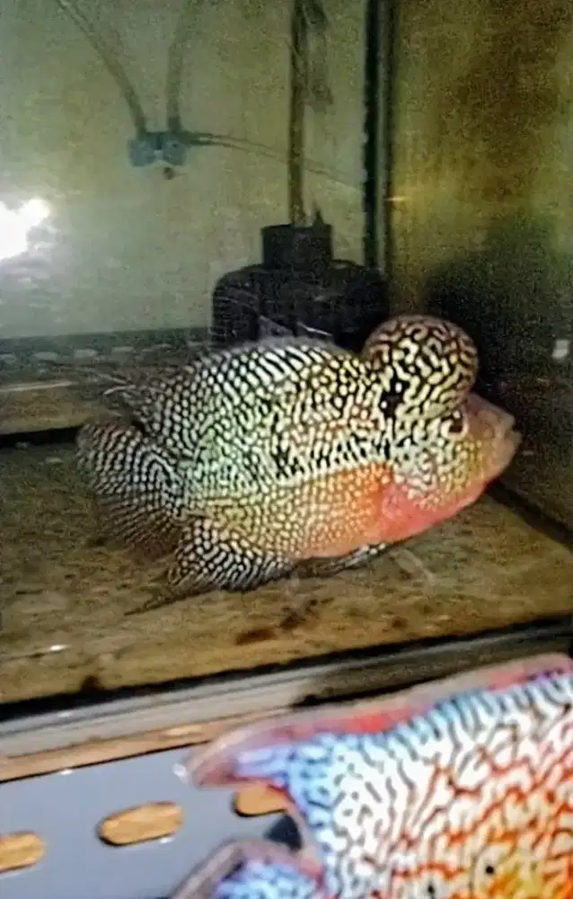 Louhan kamfa jenong crosshead