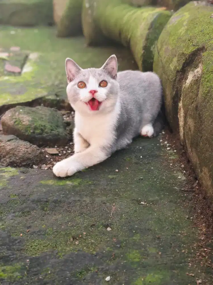 Kucing Britih Short Hair (BSH) Bicolor Blue Kitten