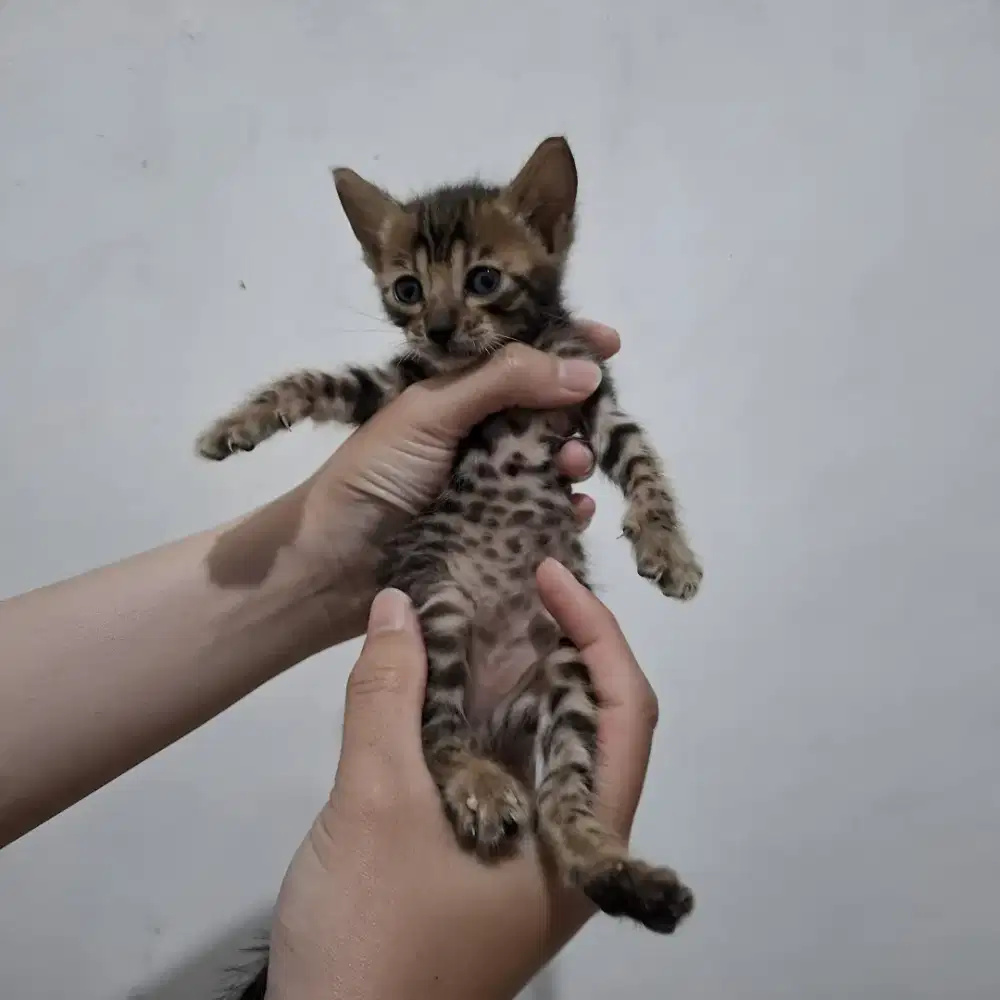 Adopsi Kucing Beng*al Murni (Betina)