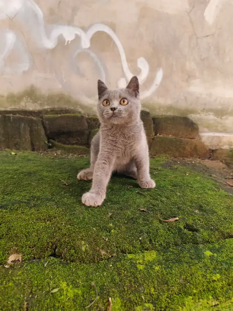 Kucing British Short Hair (BSH) Blue kitten