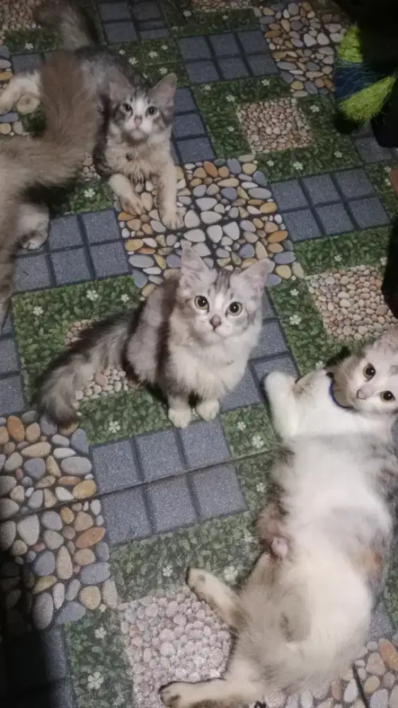 Kucing persia (kitten)