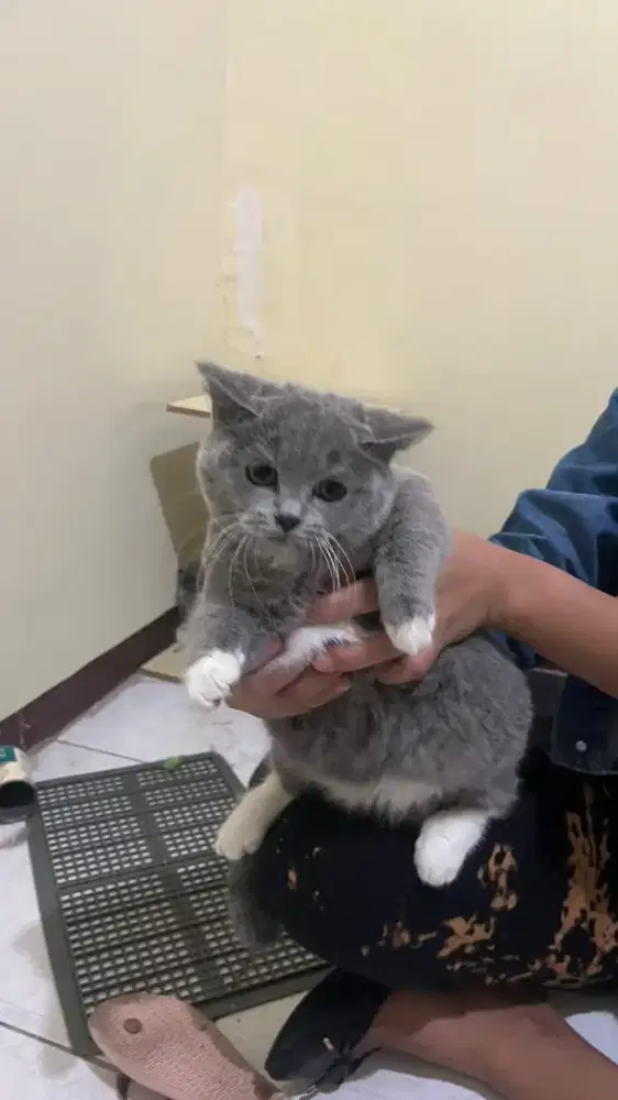 KUCING BSH BETINA NONPED