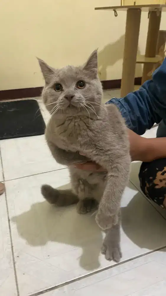KUCING BSH JANTAN NONPED LILAC