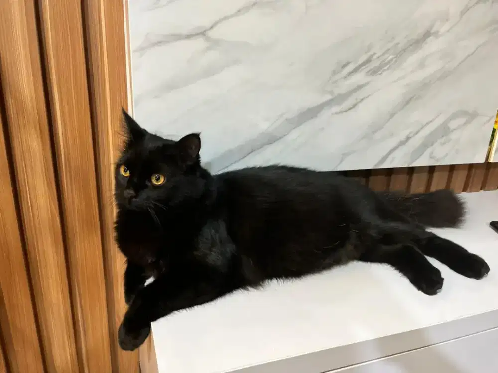 black persian jantan super