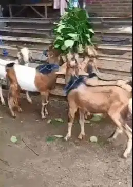 10 ekor bakalan kambing jantan TB 60cm 9-12 bulanan siap digemukin top