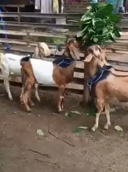 10 ekor bakalan kambing jantan 9-12 bulanan TB 60cm siap digemukin top