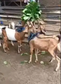 10 ekor bakalan kambing jantan 9-12 bulanan TB 60cm siap digemukin top