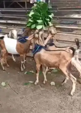 10 ekor bakalan kambing jantan TB 60cm 9-12 bln siap digemukin kurban