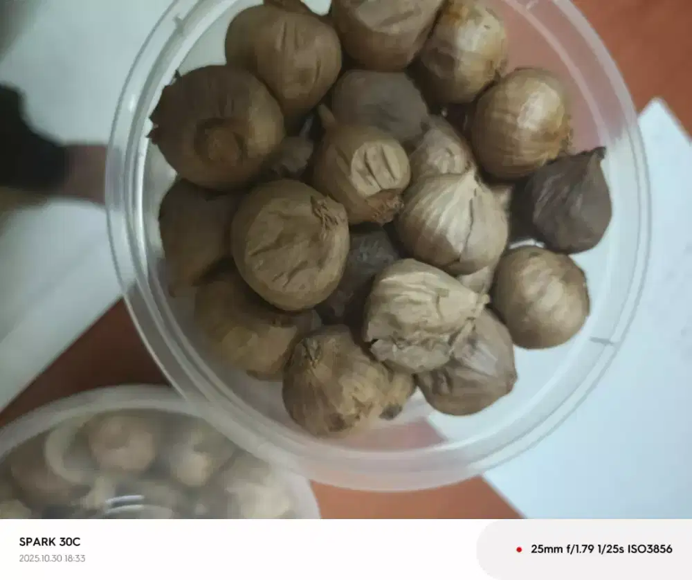 Bawang Lanang tunggal fermentasi