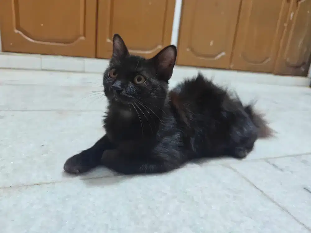 Kitten Mix Persia Hitam Solid Female 5 bulan