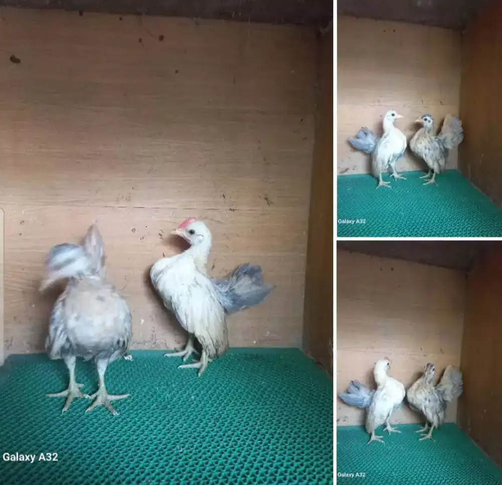 Ayam serama sepasang