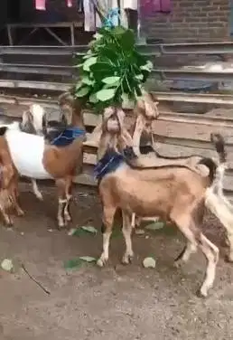 10 ekor bakalan kambing jantan TB 60cm 9-12 bln siap digemukin qurban