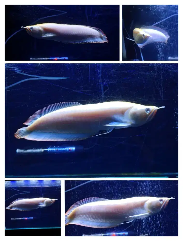 Arowana Silver Albino