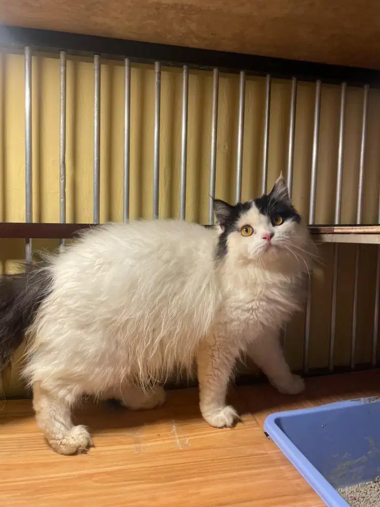 Munchkin Non standart