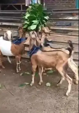 10 ekor bakalan kambing jantan TB 60cm 9-12 bulanan siap digemukin top