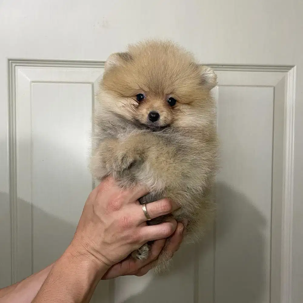 Super minipom betina