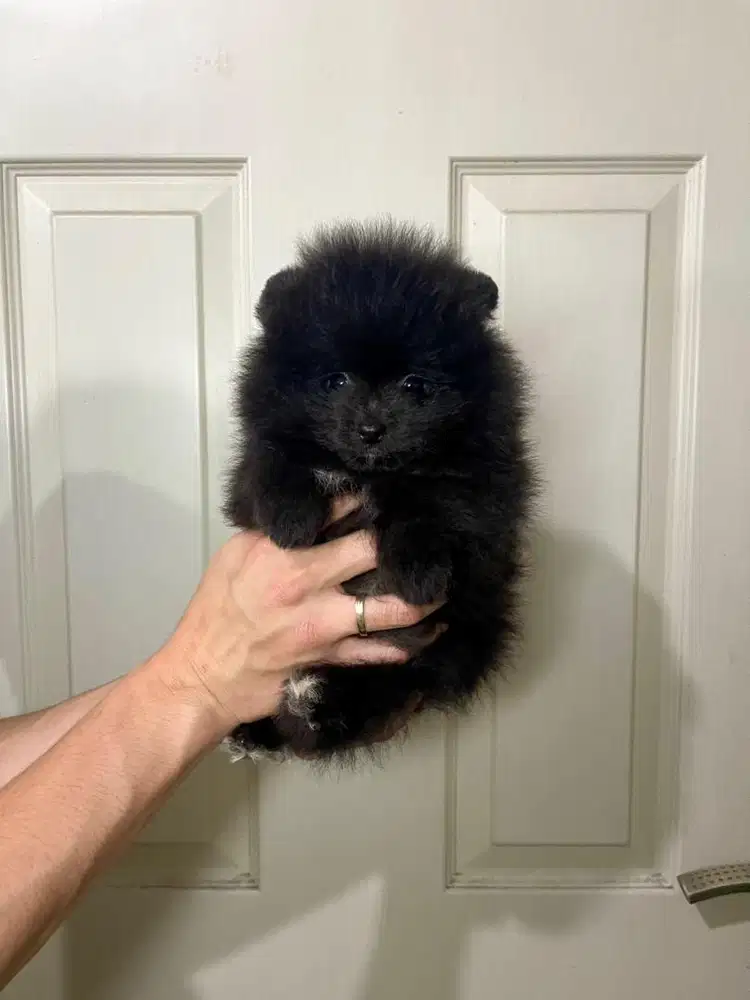 Super minipom betina
