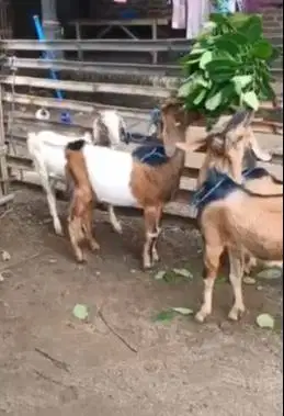 10 ekor bakalan kambing jantan TB 60cm 9-12 bulanan siap digemukin top