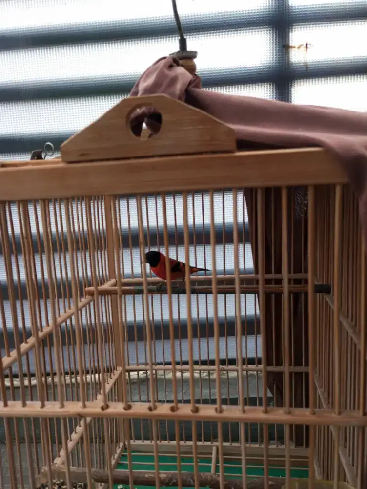 Red Siskin Classic Gacor Merah Pedas