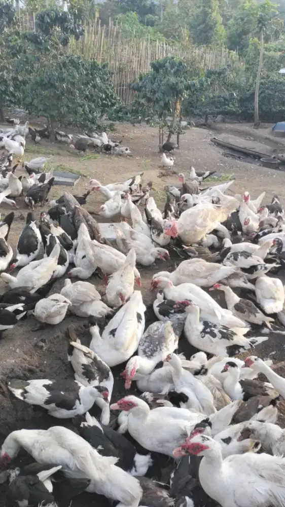 MENJUAL BERBAGAI JENIS ANAK ENTOK