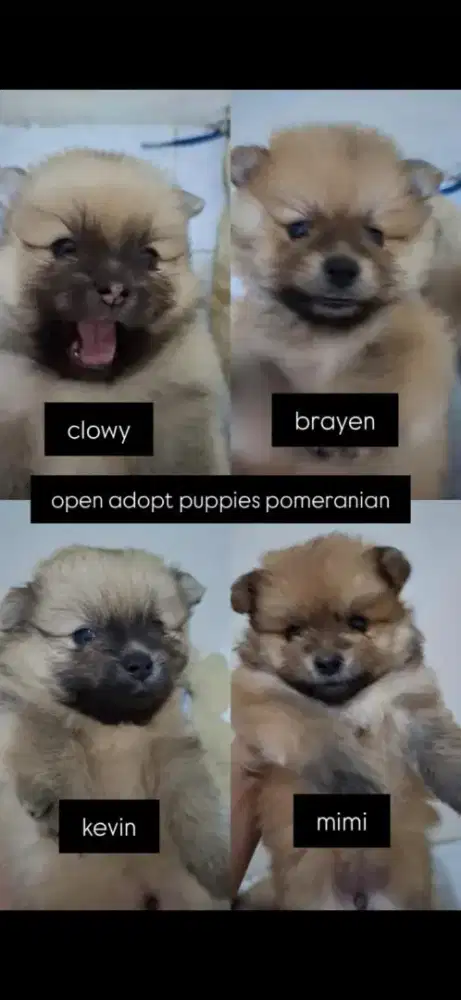 Jual puppy pom Pomerian Jual Murah aja