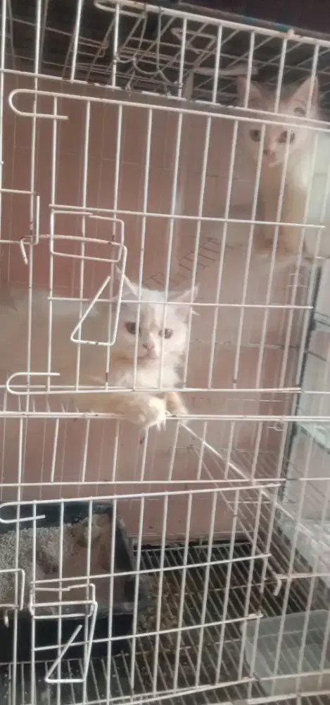 Jual cepat kucing Persia silang himalaya