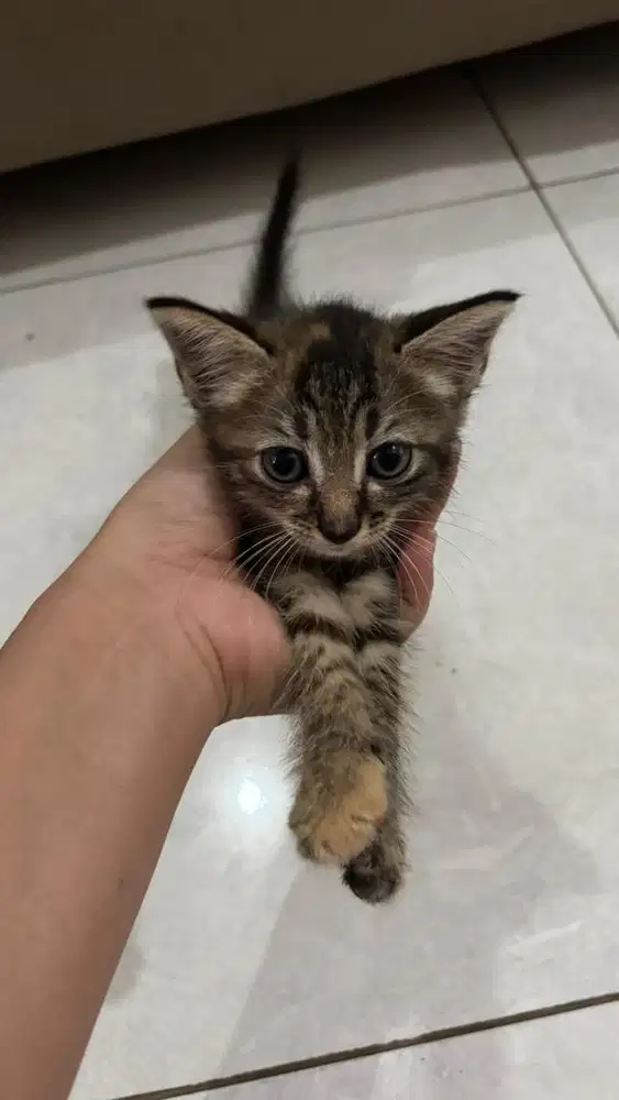 Kucing Persia Blasteran