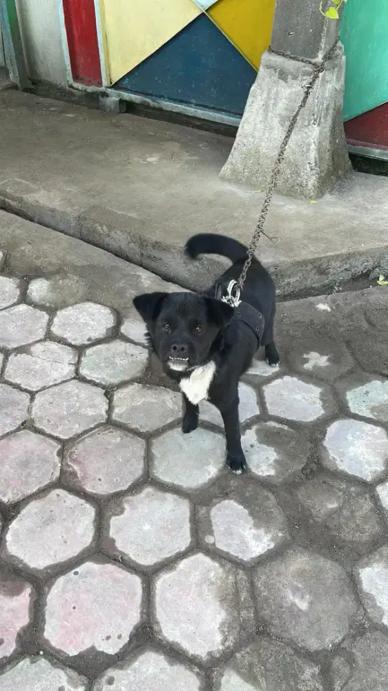 Monggo Anjing 5 bulan