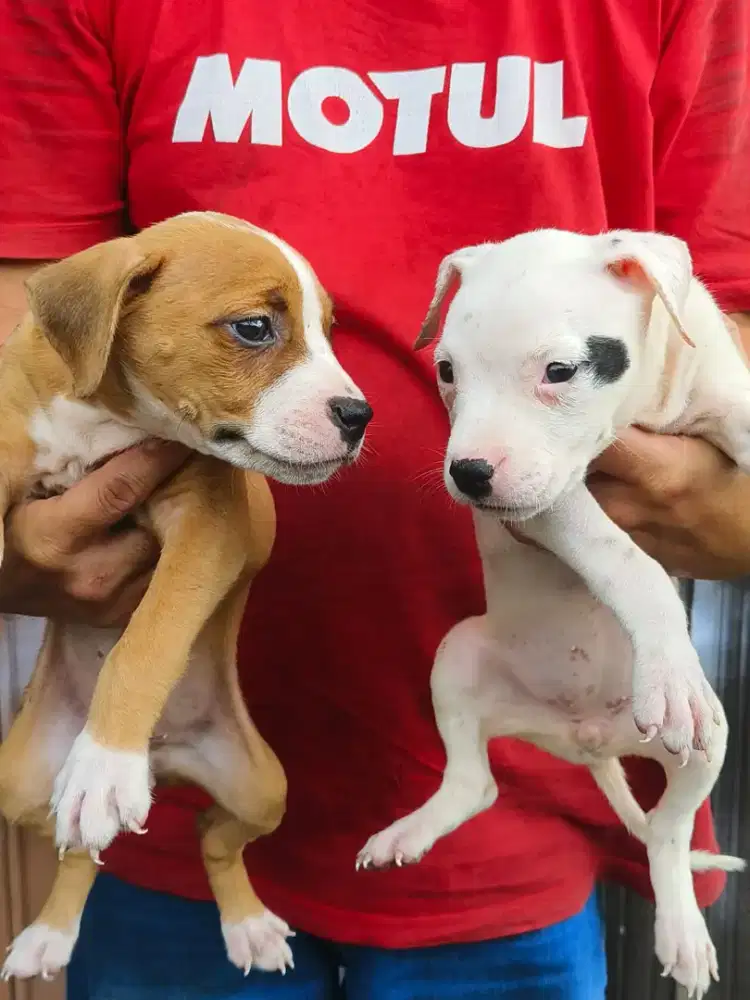 Pupies pitbul betina