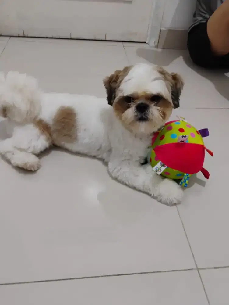 Open Adopt shih tzu