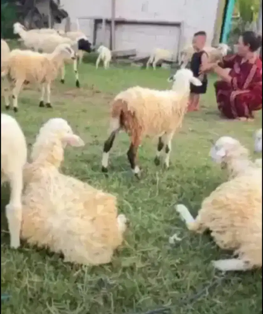 Jual Kambing sehat dan Murah