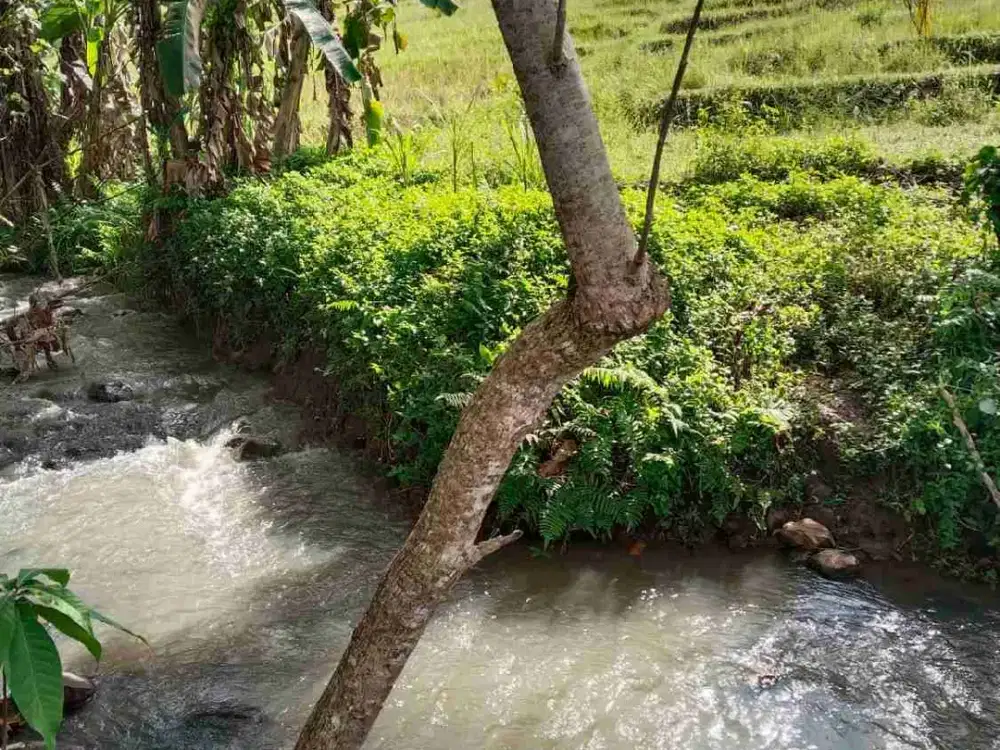 jual tanah 12 are harga 35 jt/ are lokasi selemadeg