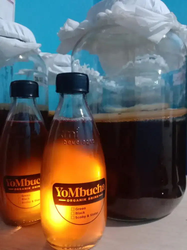 Kombucha probiotik organik