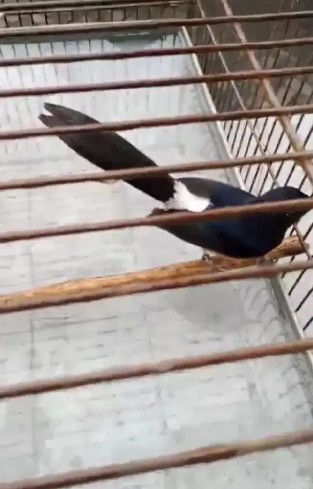 murai batu betina pastol