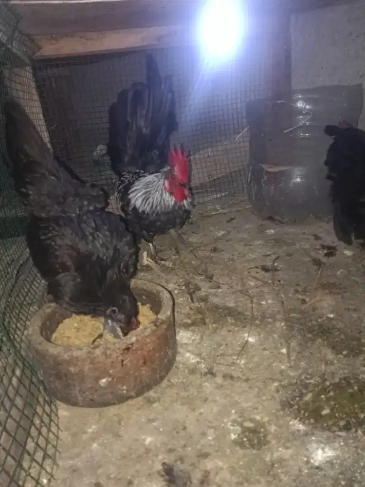 Ayam sepaket 3 ekor produksi