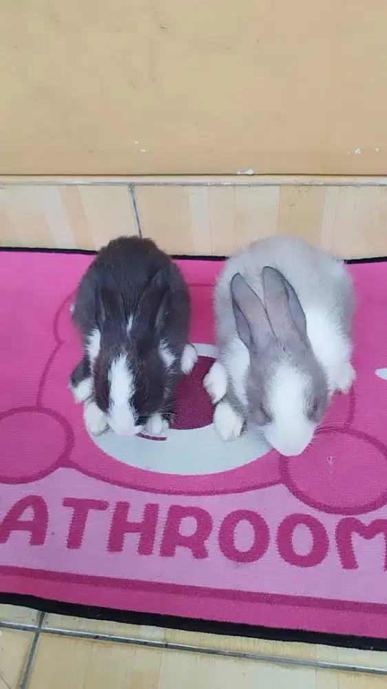 Kelinci duntc Belanda