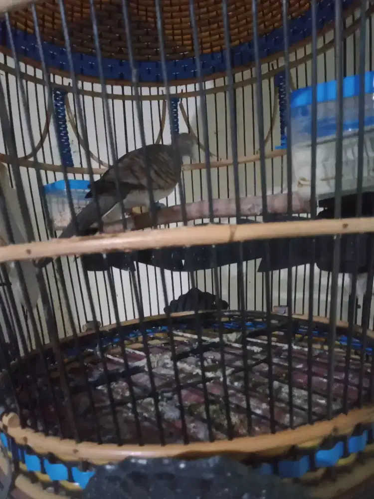 Jual perkutut Bangkok manggung fs