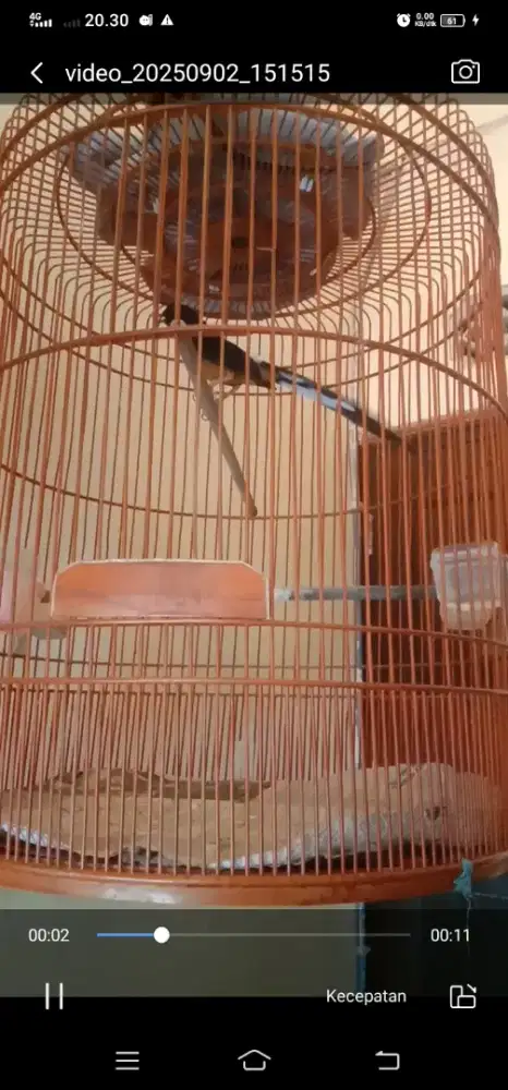 Murai Bahorok Istinewa