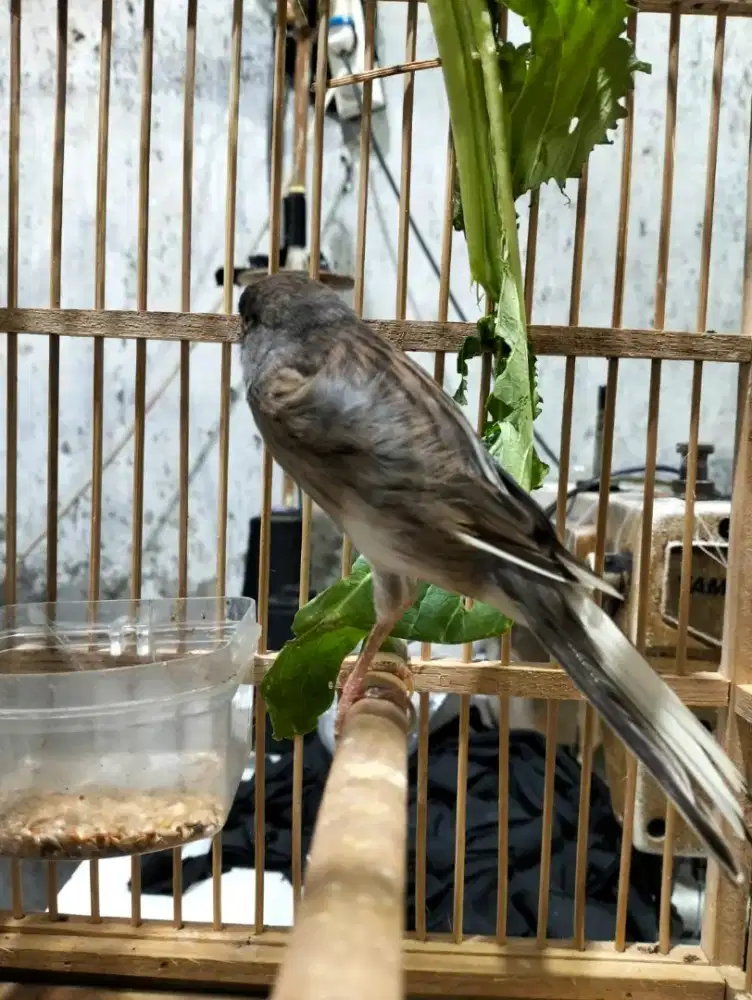 Burung kenari AF rasmi