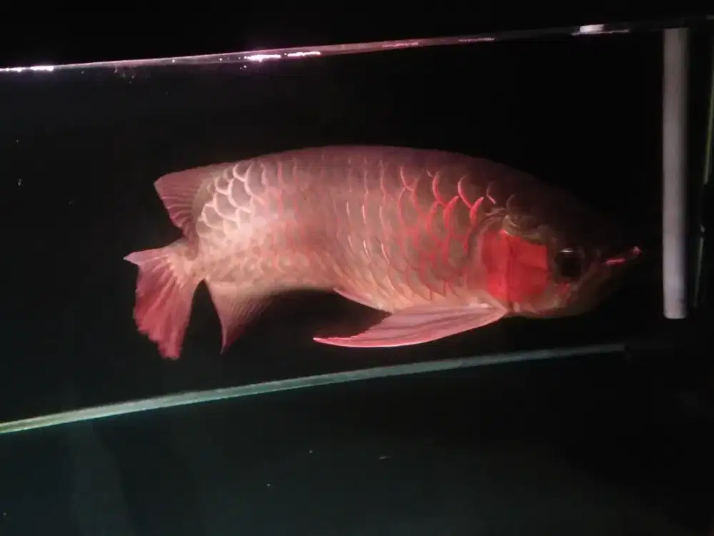 Jual ikan arwana super red